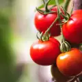 Hoe laat je tomaten sneller rijpen?