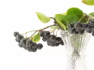 Zelfgemaakte Aronia wijn