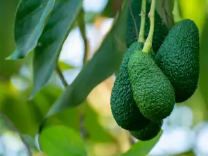 Waarom worden avocados bloedavocados genoemd?