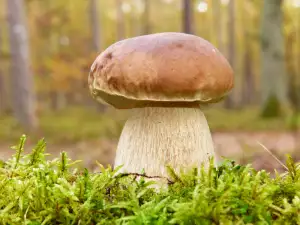 Hoe eekhoorntjesbrood te identificeren?