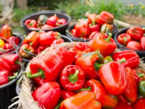 Rode paprika - waarom het zo gezond is