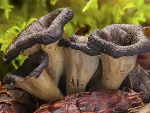 Culinair gebruik van de doodstrompet