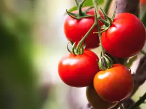 Hoe laat je tomaten sneller rijpen?