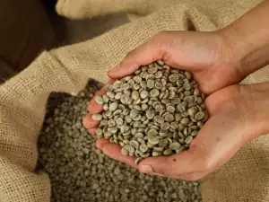 De voordelen van groene koffie