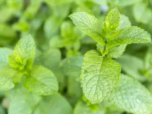 Hoe bewaar je groene munt?