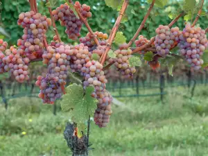 Traminer druiven