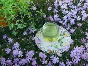 Marjolein infusie voor een goede spijsvertering