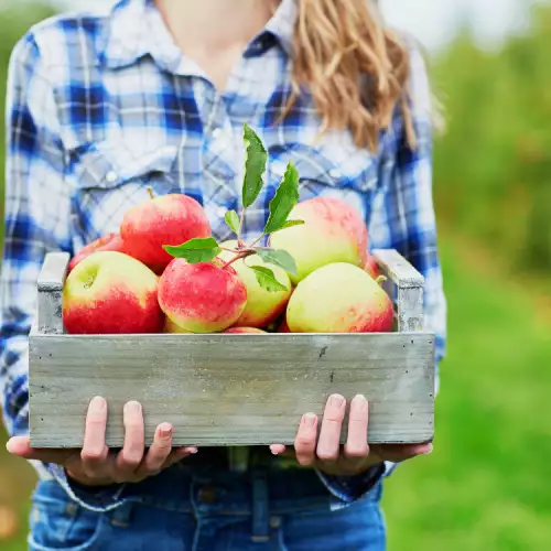 Hoe en waarom appels invriezen?