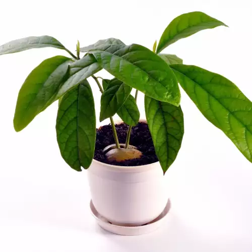 Hoe een avocado uit de pit te laten groeien?
