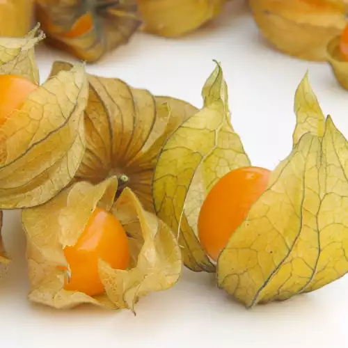 Physalis