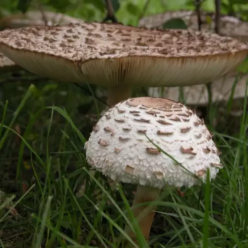 Parasolpaddenstoel