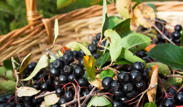 Aronia