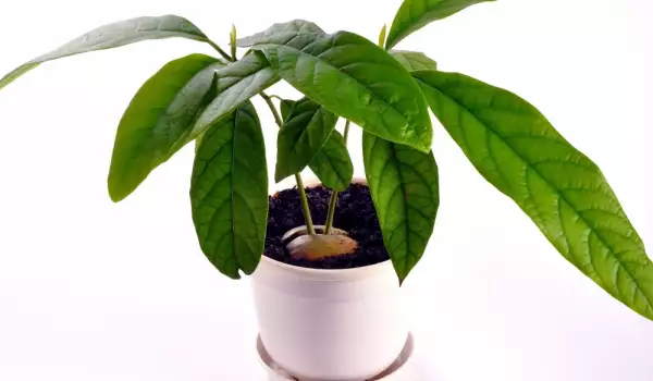 Hoe een avocado te planten en te laten groeien