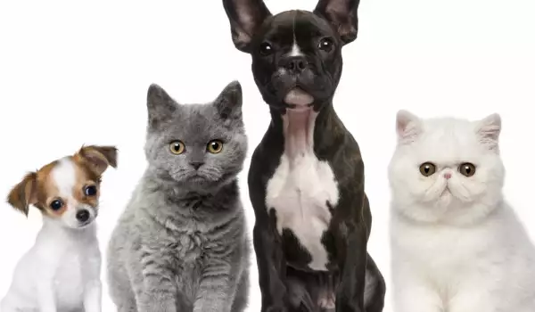 Katten en honden