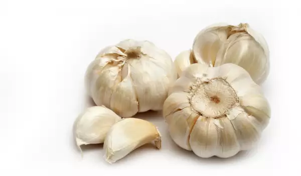 Oude knoflook