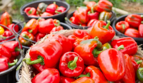 Rode pepers - waarom ze zo nuttig zijn