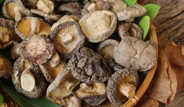 Shiitake paddenstoelen drogen