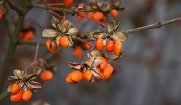 Gojibessen boom