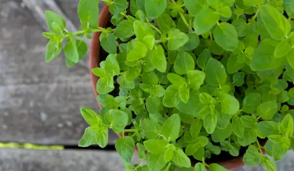 Oregano kweken in een pot