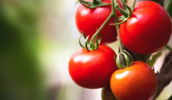 Hoe laat je tomaten sneller rijpen?