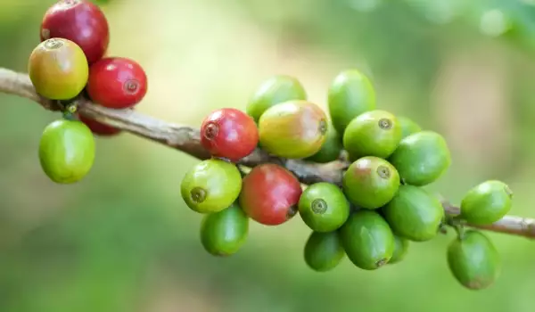 Koffie