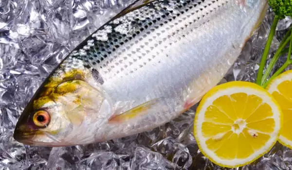 Hoe lang kunnen we vis in de koelkast en vriezer bewaren?