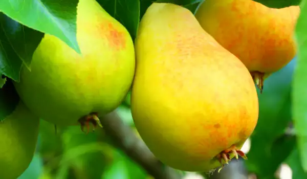 Peren bladeren