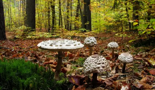 Paddenstoelen