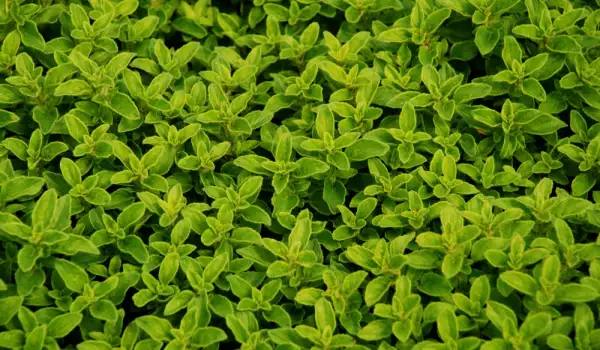 Verse marjolein
