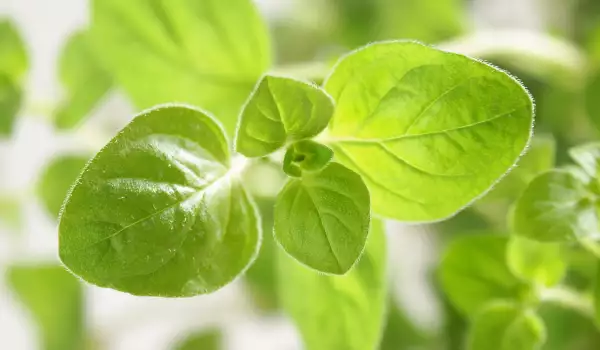 Oregano drogen