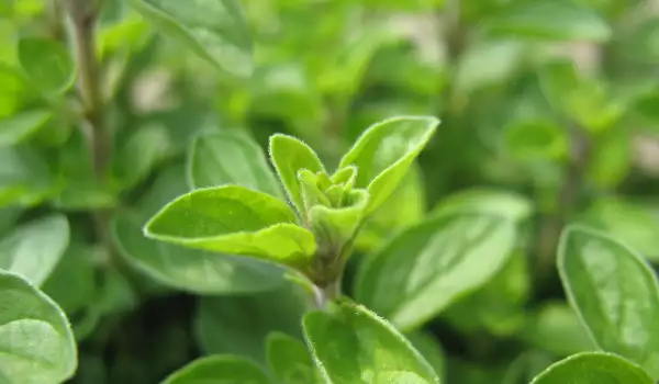 Oregano