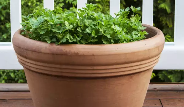 Peterselie kweken in een pot