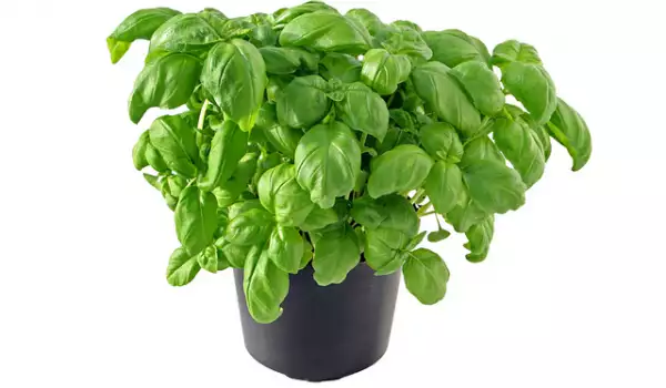 Groene kruiden in potten