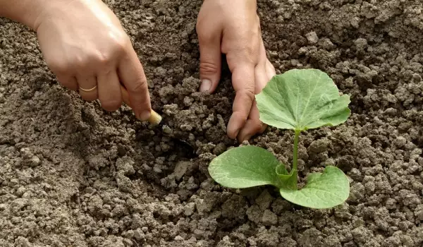 Pompoenen planten
