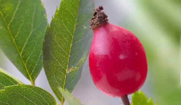 Hoe wordt rozenbottel poeder gemaakt