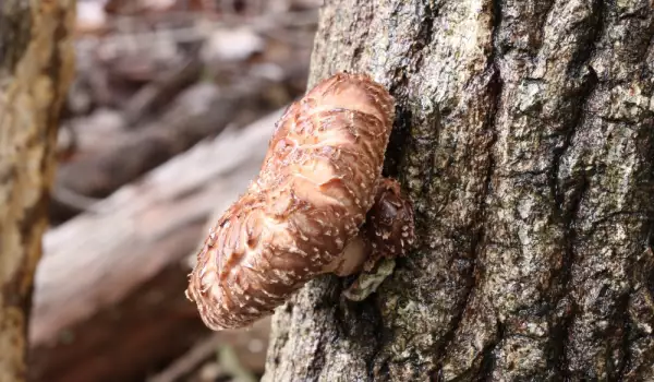Shiitake paddestoelen op een boom