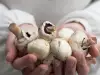 Hoe schil je champignons?
